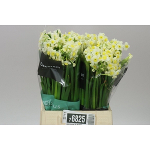 Narcissus Ta Avalanche