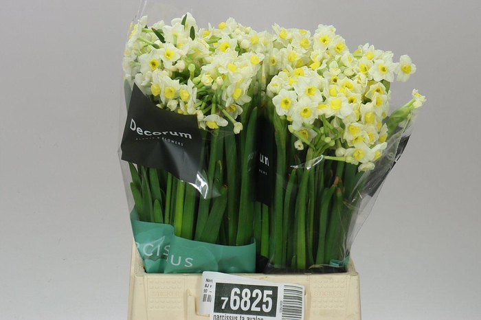 <h4>Narcissus Ta Avalanche</h4>