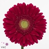 Gerbera diamond ambassador