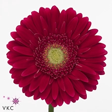 <h4>Ge Gr Ambassador</h4>