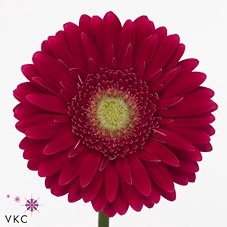 Gerbera diamond ambassador