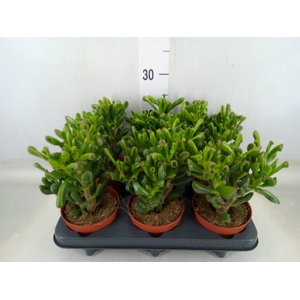 Crassula ovata 'Trompet'