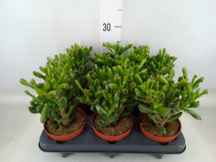 <h4>Crassula ovata 'Trompet'</h4>