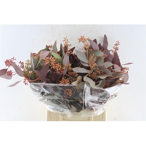 Euca Populus Berry Short Red Abs 150 Gram