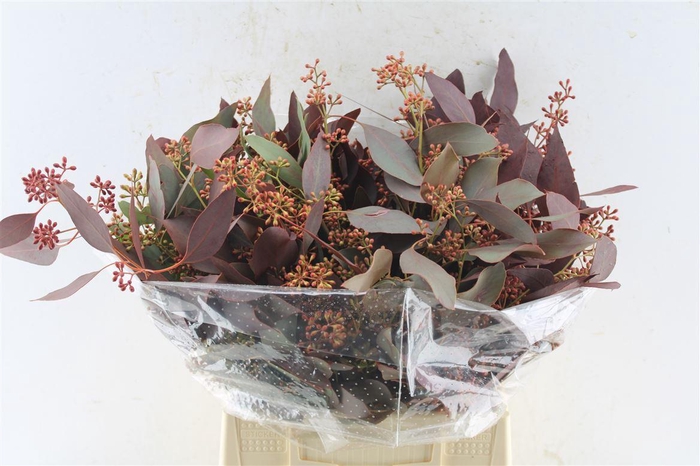 <h4>Euca Populus Berry Short Red Abs 150 Gram</h4>