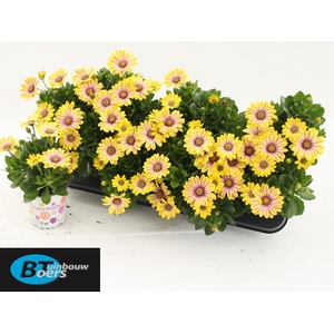 OSTEO FP YELLOW
