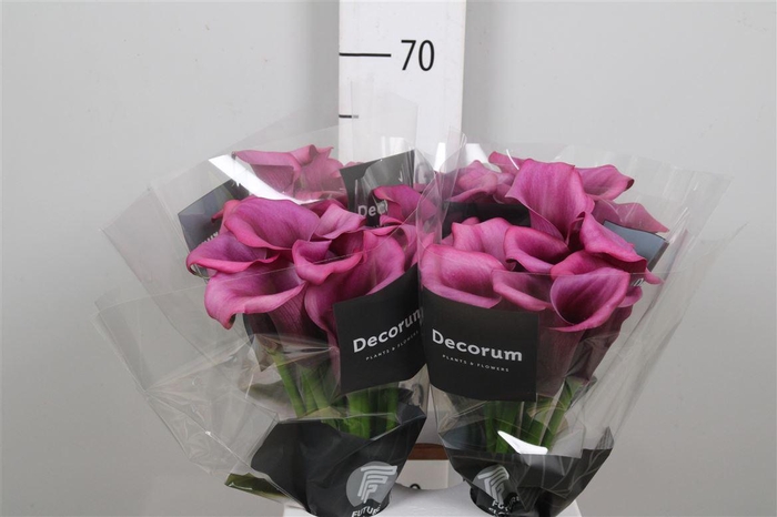 <h4>Zant Durban</h4>