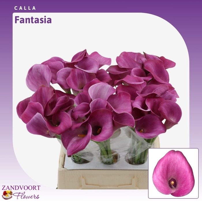 <h4>Calla Fantasia</h4>
