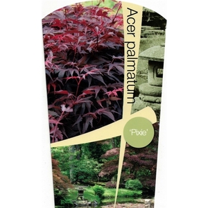 Acer palmatum 'Pixie' P26 Full CC