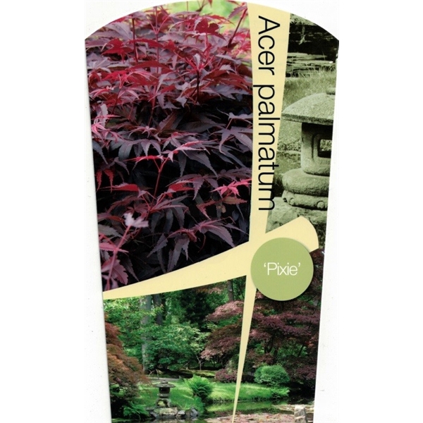 <h4>Acer palmatum 'Pixie' P26</h4>