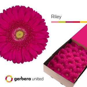 GE GR RILEY