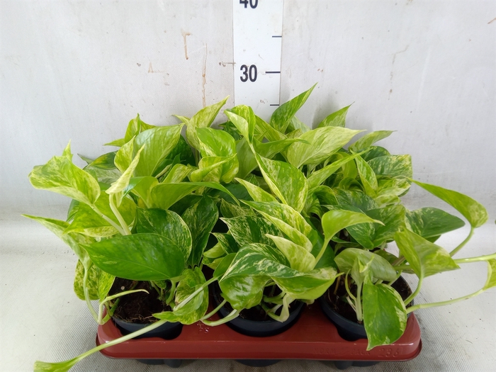 <h4>Epipremnum pinn. 'Marble Queen'</h4>