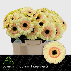 Gerbera Cartizze Water