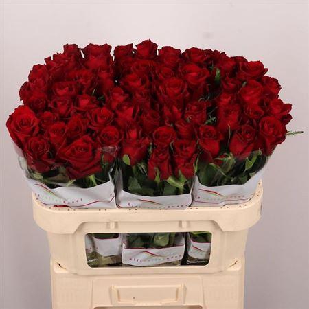 <h4>R Gr Ever Red</h4>