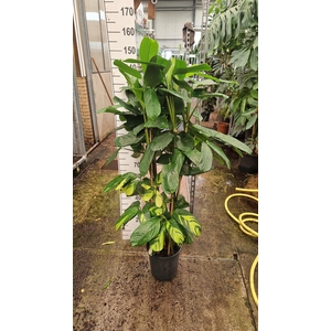 Ctenanthe pilosa 'Mosaic'