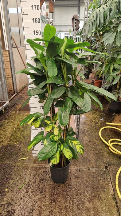 <h4>Ctenanthe pilosa 'Mosaic'</h4>