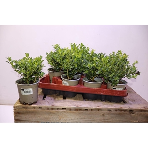 Buxu Sempervirens