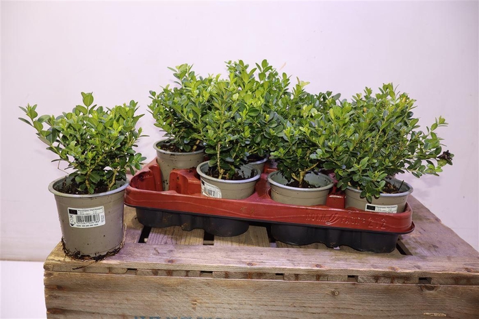 <h4>Buxu Sempervirens</h4>