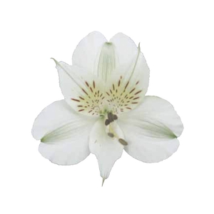 ALSTROEMERIA  AKEMI 070 CM