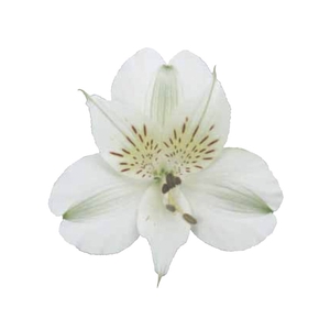 ALSTROEMERIA AKEMI 080 CM