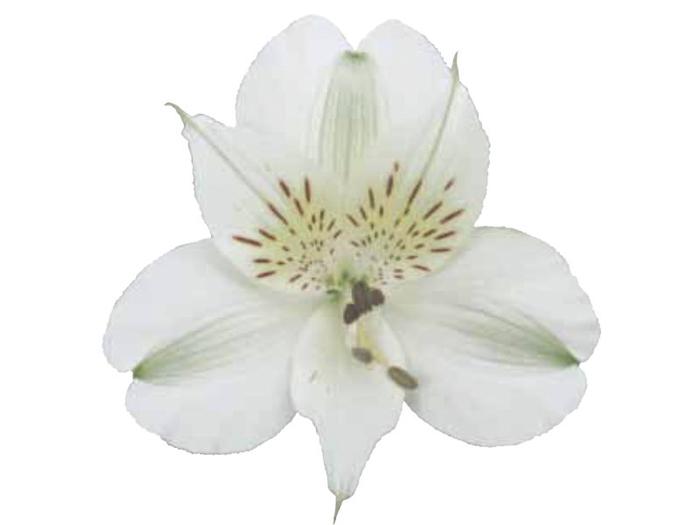 <h4>ALSTROEMERIA  AKEMI 070 CM</h4>