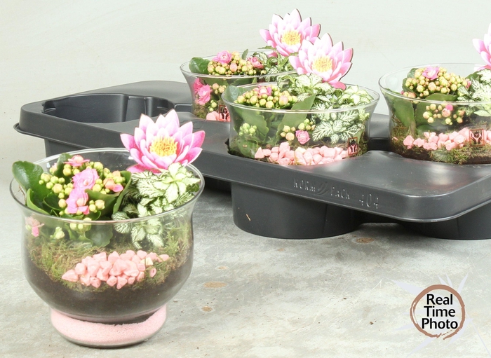 <h4>ARR KAMERPL</h4>