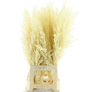 Corta Dried Fluffy White Medium