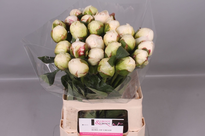 <h4>Paeonia Bowl Of Cream</h4>