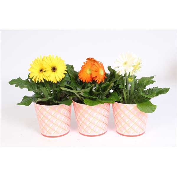 <h4>Gerbera gemengd 2+bl 12cm in roze beker met gouden ruitjes</h4>