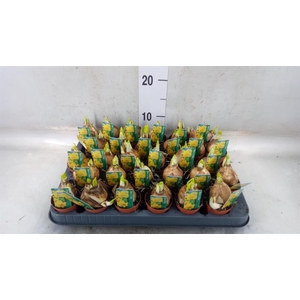 Narcissus  'Tete a tete'