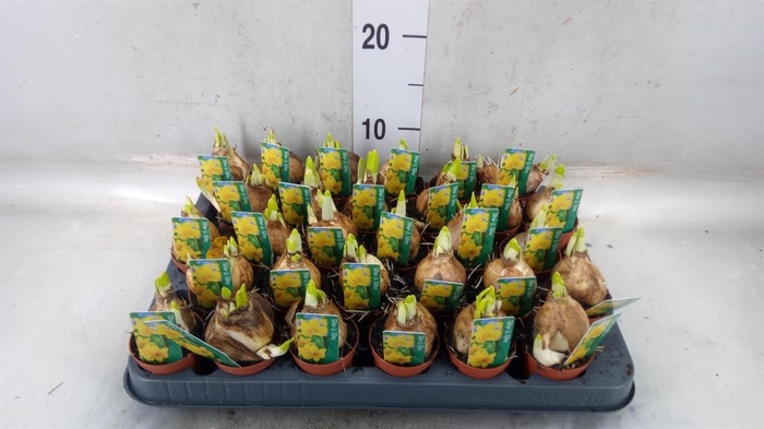 <h4>Narcissus 'Tete a tete'</h4>