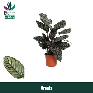 Calathea sanderiana