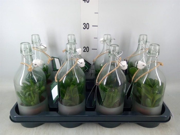 <h4>Crassula   ...mix</h4>