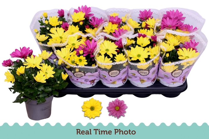 <h4>CHRYS GEM IN POT</h4>