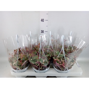 Saxifraga stol. 'Tricolor'
