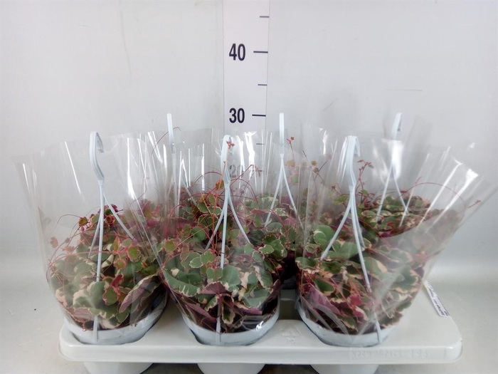 <h4>Saxifraga stol. 'Tricolor'</h4>