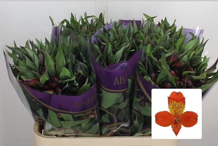 <h4>Alstroemeria  'Hiphop'</h4>