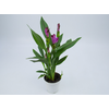 CURCUMA SIAM SPLASH P12