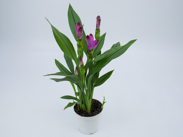 <h4>CURCUMA SIAM SPLASH P12</h4>