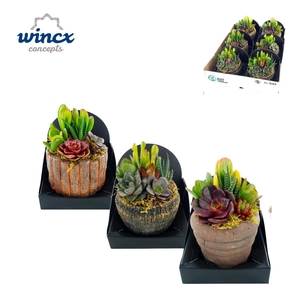 Concepts® - Rustique mix Succulents