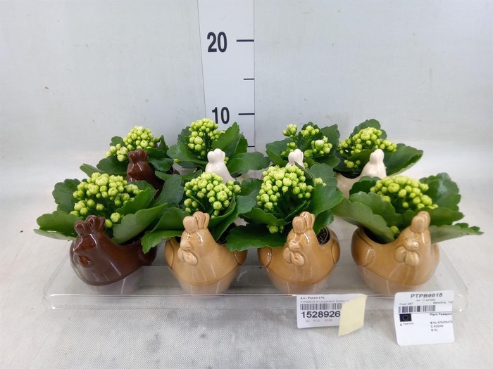 <h4>Arr. Pasen L%</h4>