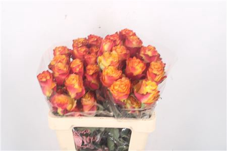 R Gr Ec Apple Jack