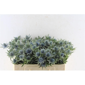 Eryngium Aquarius Qstar 50cm X40
