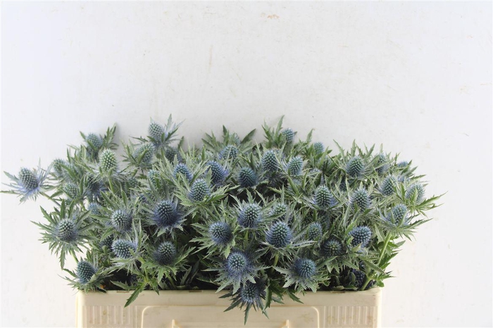 <h4>Eryngium Aquarius Qstar</h4>