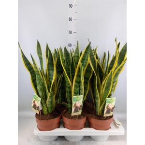 Sansevieria trifa. 'Laurentii'