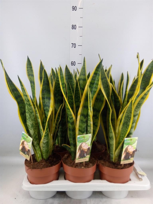 <h4>Sansevieria trifa. 'Laurentii'</h4>