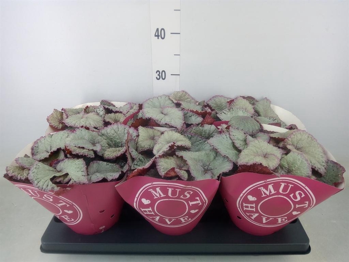 <h4>Begonia BD 'Hawaiian Silver'</h4>