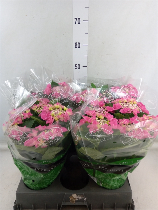 <h4>Hydrangea mac. 'Nizza Rose'</h4>