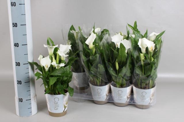 <h4>ZANT CAPT FRESCO</h4>