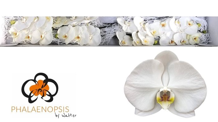 <h4>Phalaenopsis Sensation White</h4>